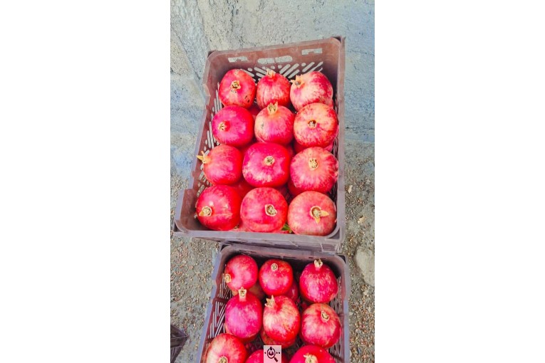 میوه سرای باغ شهر در دهکهان