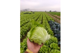 صادرات و تامین کننده انواع صیفی جات و سبزیجات احمد حیدری در خوزستان