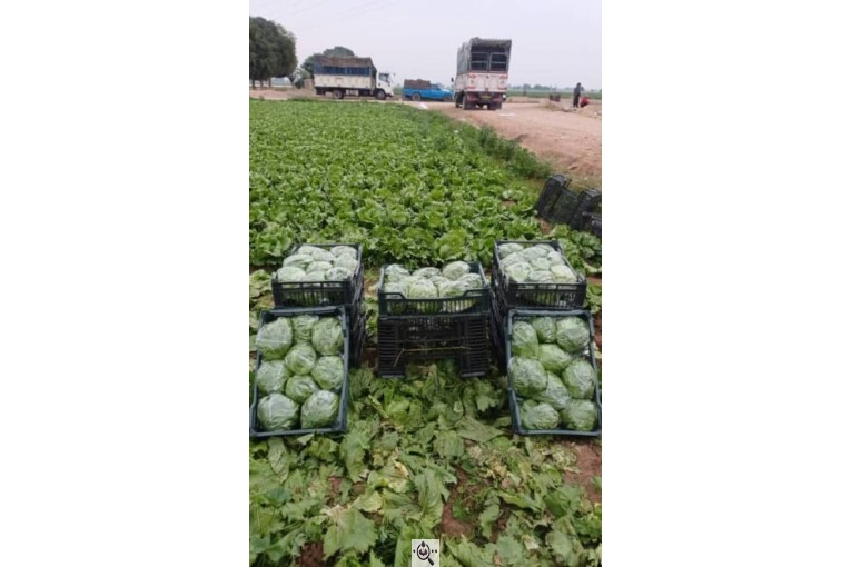 صادرات و تامین کننده انواع صیفی جات و سبزیجات احمد حیدری در خوزستان