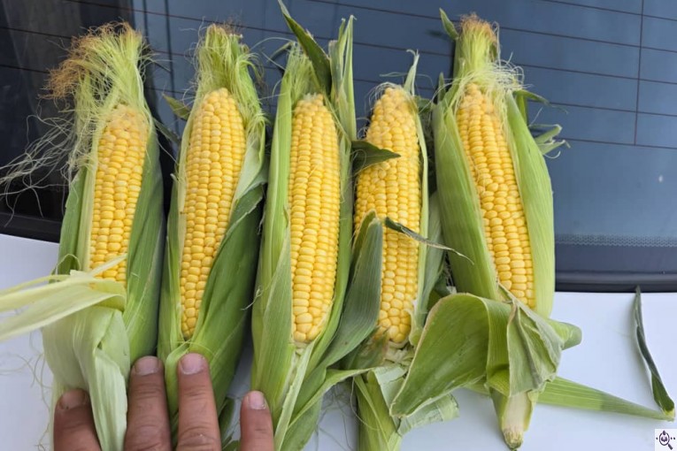 صادرات و تامین کننده انواع صیفی جات و سبزیجات احمد حیدری در خوزستان