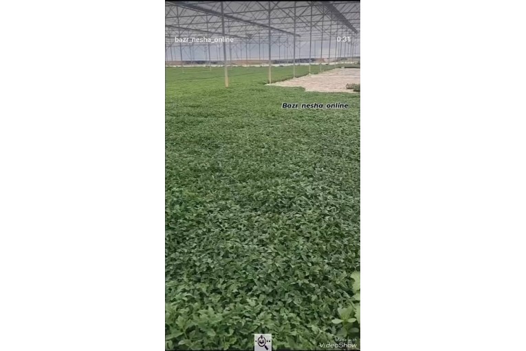 فروشگاه بذر و نشا سبز کشت در زنجان