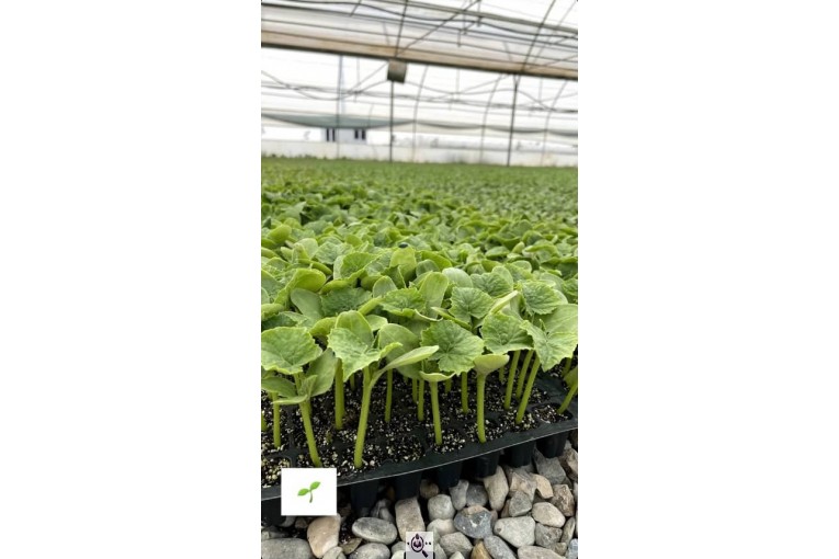 فروشگاه بذر و نشا سبز کشت در زنجان