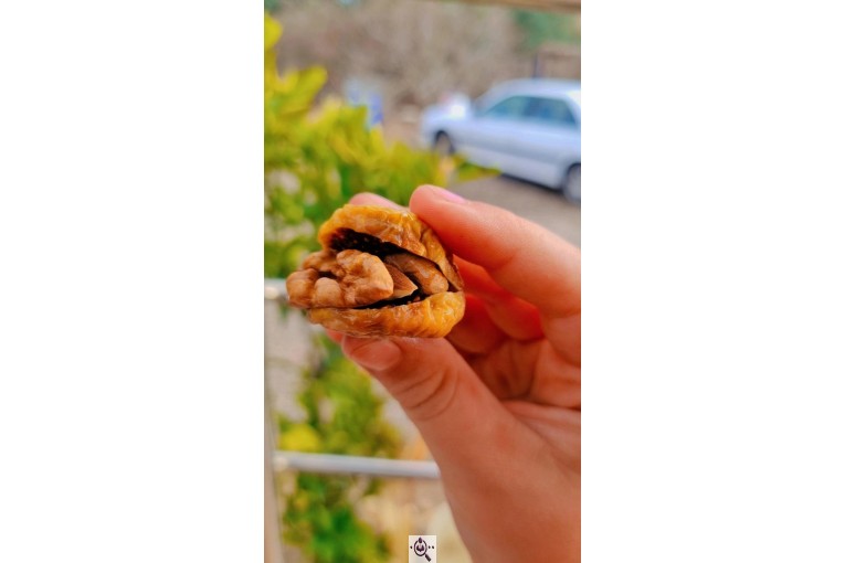 تولید کننده زیتون و روغن زیتون اکبری در طارم