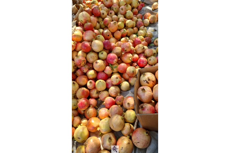 تولید کننده زیتون و روغن زیتون اکبری در طارم