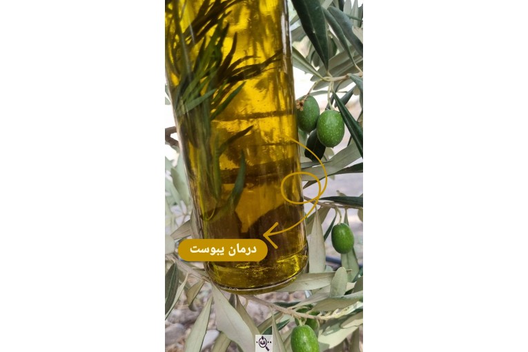 تولید کننده زیتون و روغن زیتون اکبری در طارم