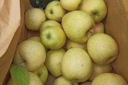 صادرات و تامین کننده میوه و سیب قرمز در اشنویه