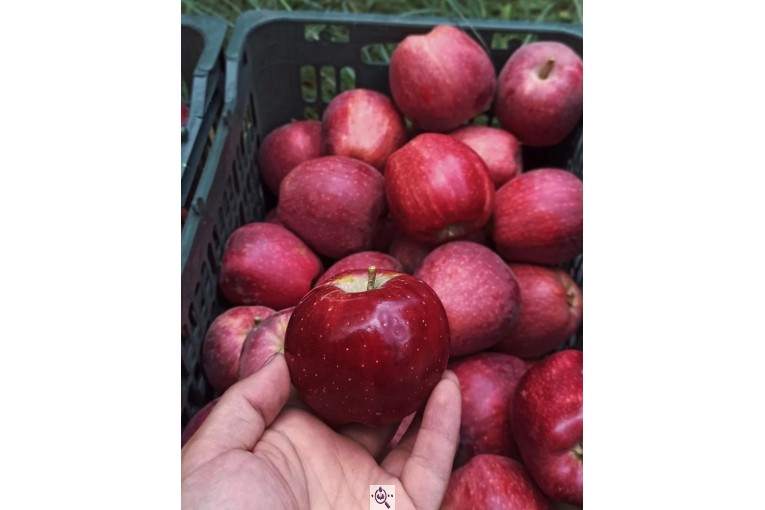 صادرات و تامین کننده میوه و سیب قرمز در اشنویه