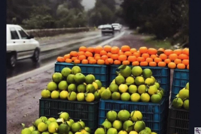 صادرات و تامین کننده میوه و سیب قرمز در اشنویه