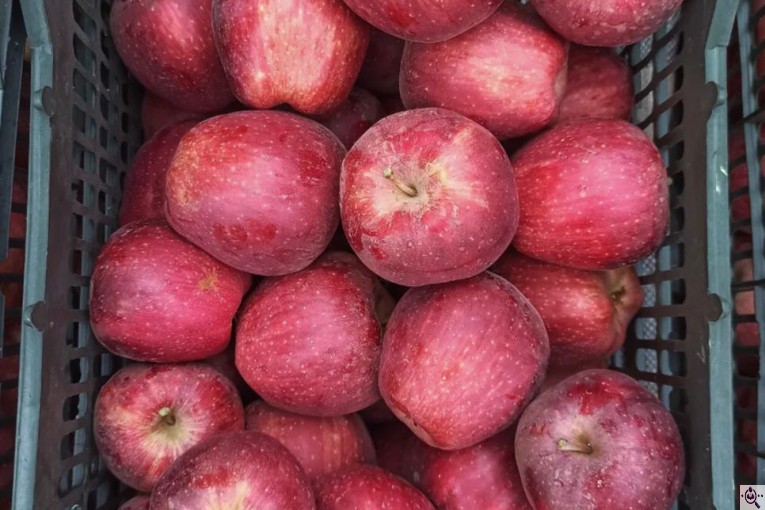 صادرات و تامین کننده میوه و سیب قرمز در اشنویه