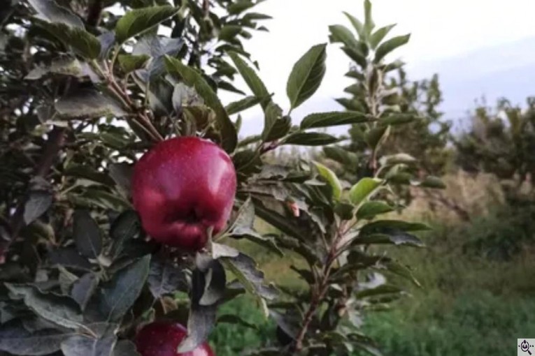 صادرات و تامین کننده میوه و سیب قرمز در اشنویه