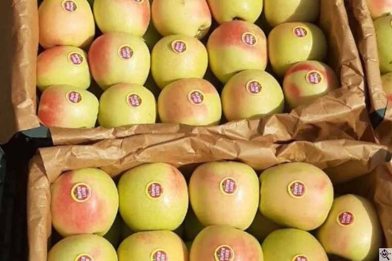 صادرات و تامین کننده میوه و سیب قرمز در اشنویه