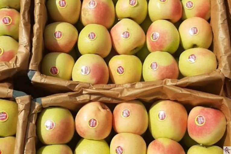 صادرات و تامین کننده میوه و سیب قرمز در اشنویه