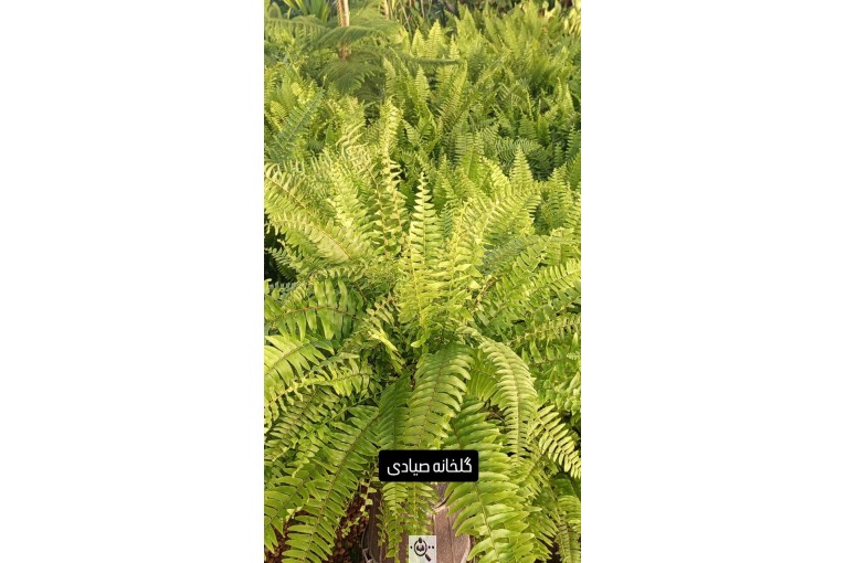 گلخانه صیادی در شیراز