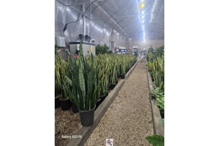 گلخانه صیادی در شیراز