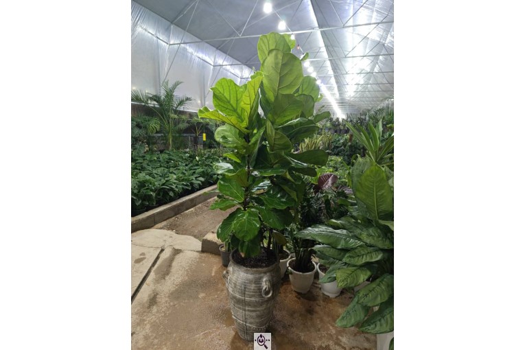 گلخانه صیادی در شیراز