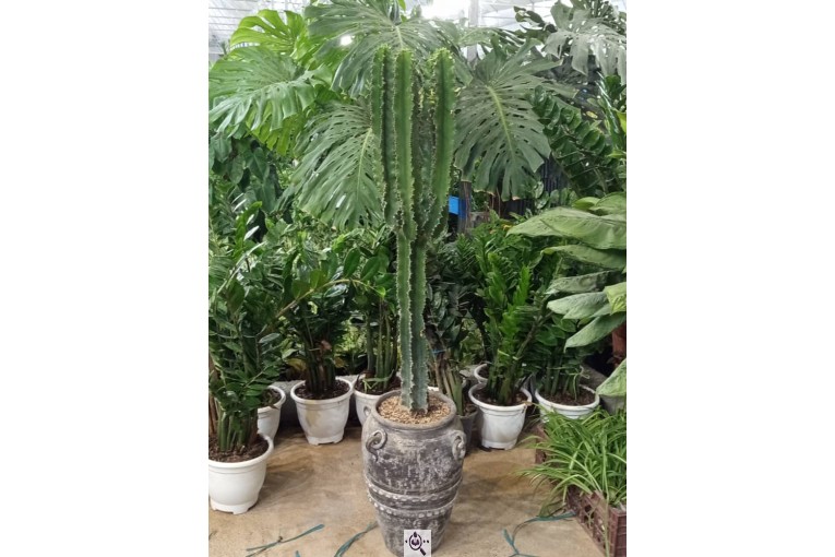 گلخانه صیادی در شیراز