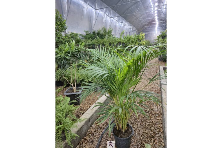 گلخانه صیادی در شیراز