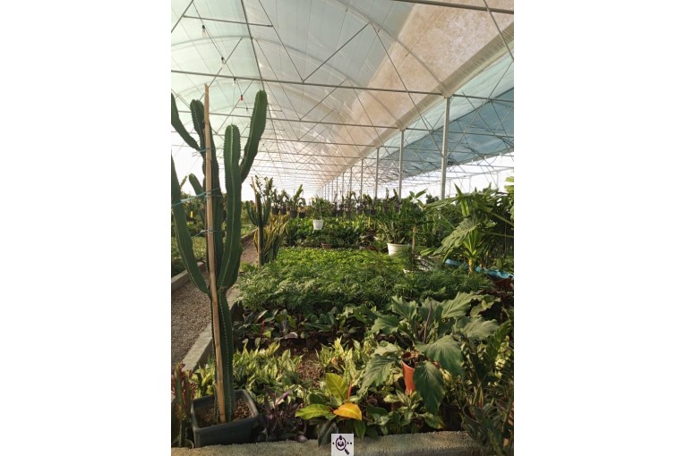 گلخانه صیادی در شیراز