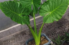 گلکده یاس در لنگرود