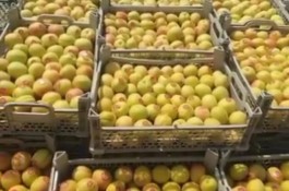 بازرگانی سیب مرگور در ارومیه