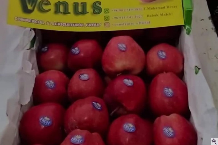 بازرگانی سیب مرگور در ارومیه