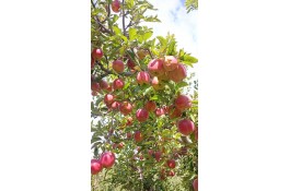 فروش عمده سیب فتاحی در ارومیه
