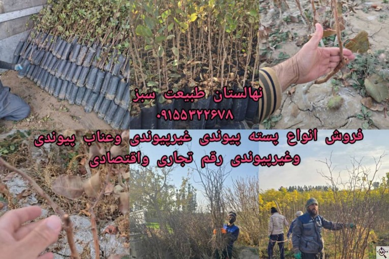 نهالستان طبیعت سبز در خواف خراسان