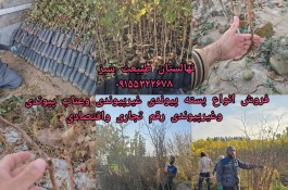 نهالستان طبیعت سبز در خواف خراسان