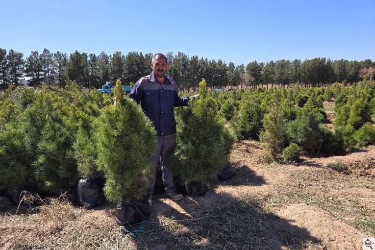نهالستان طبیعت سبز در خواف خراسان