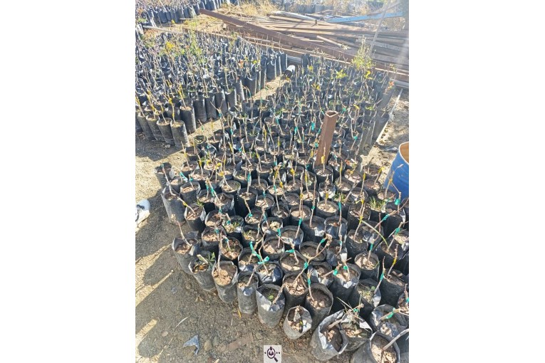 نهالستان طبیعت سبز در خواف خراسان