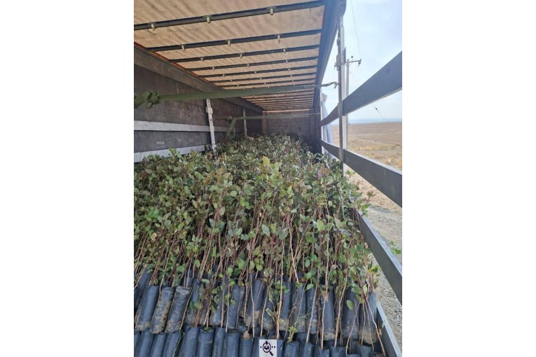 نهالستان طبیعت سبز در خواف خراسان