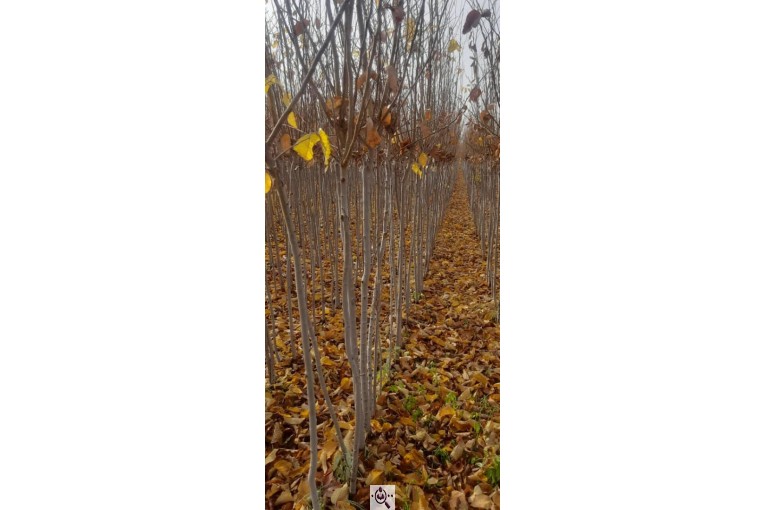 نهالستان طبیعت سبز در خواف خراسان