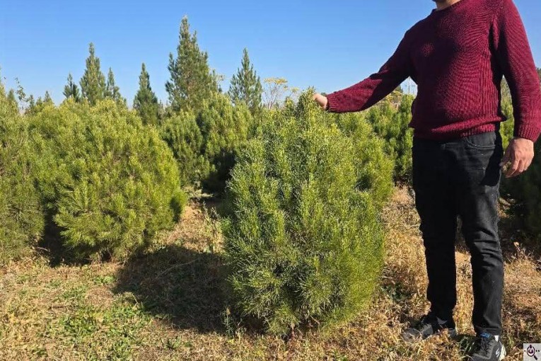 نهالستان طبیعت سبز در خواف خراسان