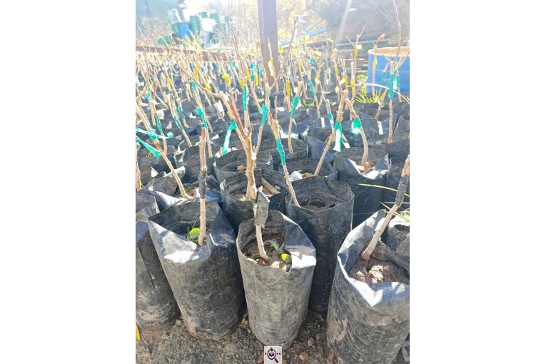 نهالستان طبیعت سبز در خواف خراسان