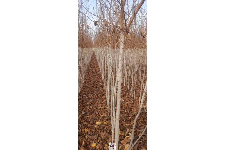 نهالستان طبیعت سبز در خواف خراسان