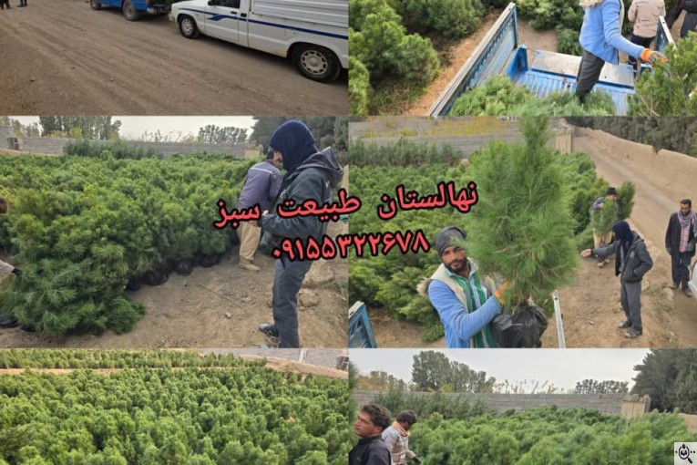 نهالستان طبیعت سبز در خواف خراسان