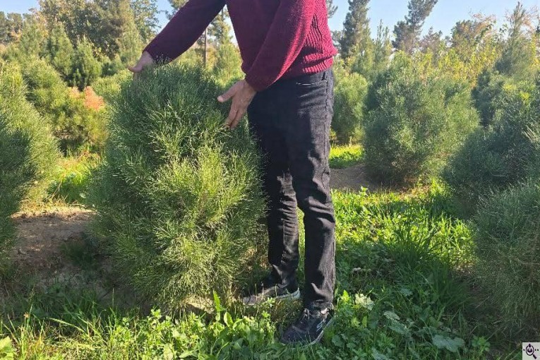 نهالستان طبیعت سبز در خواف خراسان