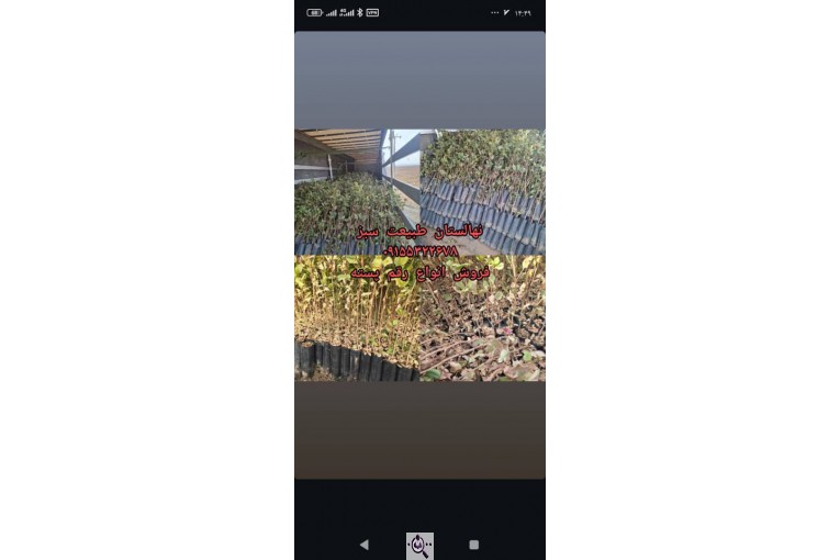نهالستان طبیعت سبز در خواف خراسان