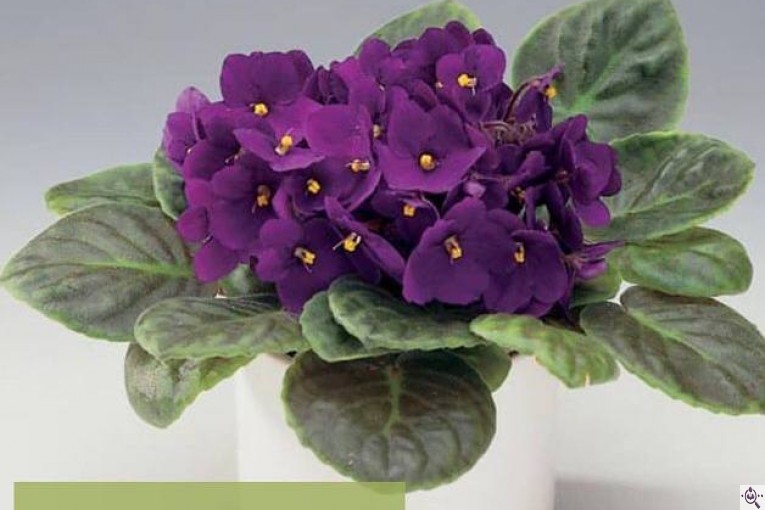 گلخانه گرین لند در آمل