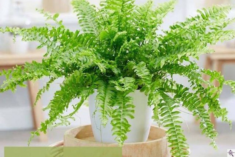 گلخانه گرین لند در آمل