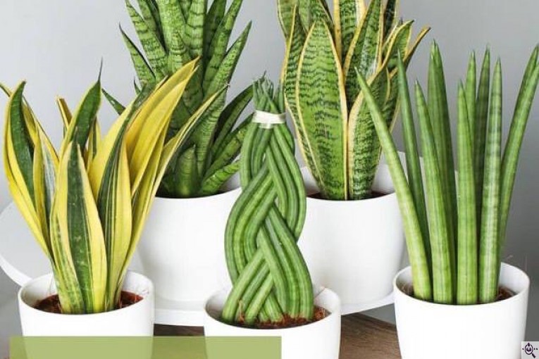 گلخانه گرین لند در آمل