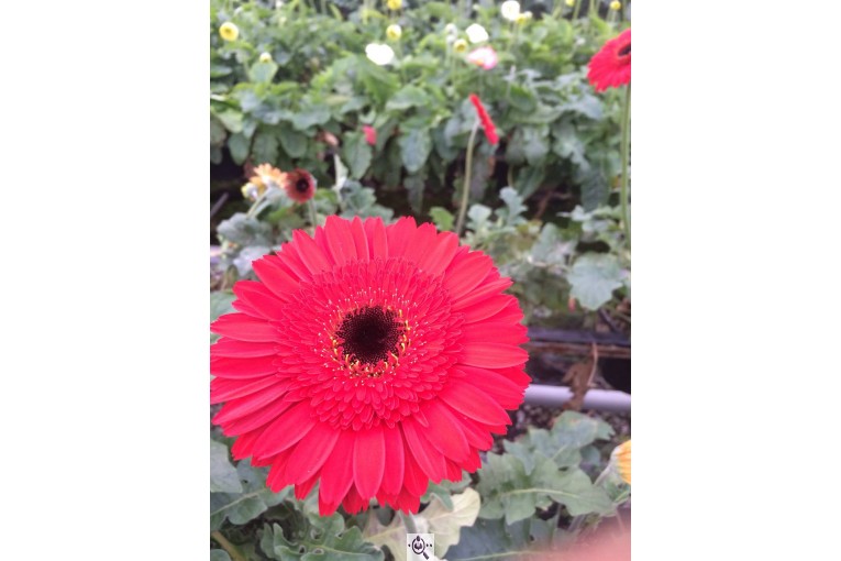 گلخانه گرین لند در آمل