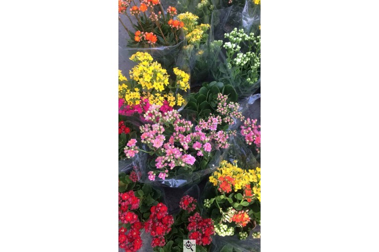 گلخانه گرین لند در آمل