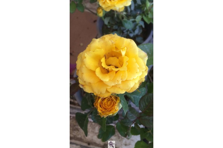 گلخانه گرین لند در آمل