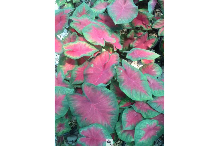 گلخانه گرین لند در آمل