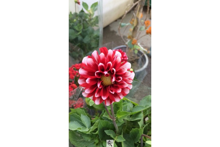 گلخانه گرین لند در آمل