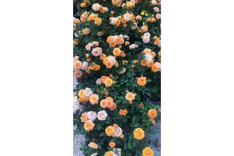 گلخانه گرین لند در آمل