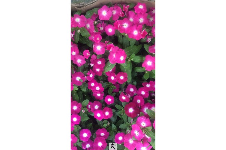 گلخانه گرین لند در آمل