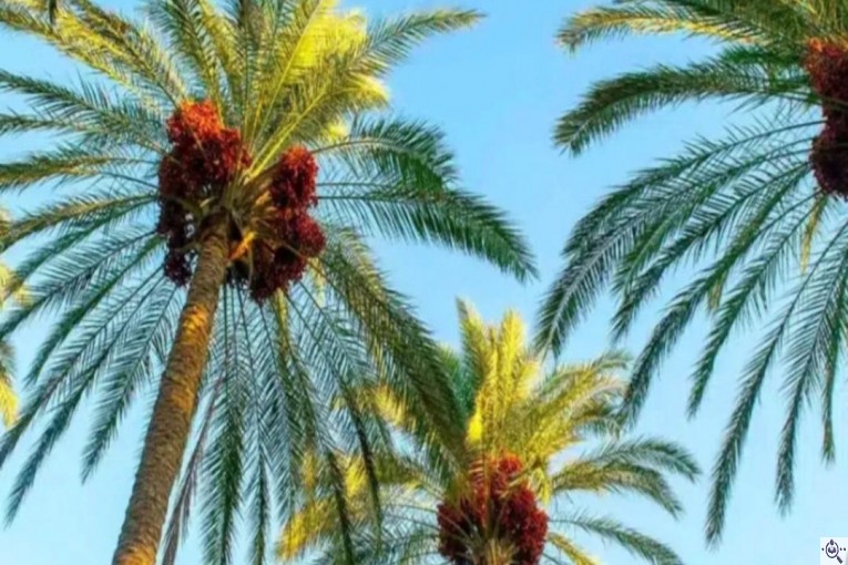 خرمای پیارم ربی گمشادزهی در سیستان و بلوچستان