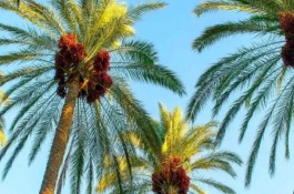 خرمای پیارم ربی گمشادزهی در سیستان و بلوچستان